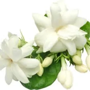 Decorating Jasmine Flowers
